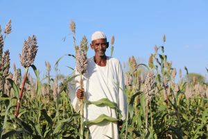 A farmer from Gonofa village, White Nile State, stands in his sorghum field, anticipating a successful harvest. ©FAO/Khalid Ali